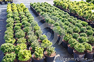 Rows of young conifers in greenhouse with a lot of plants on plantation Stock Photo