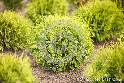 Rows of young conifers in greenhouse with a lot of plants on plantation Stock Photo