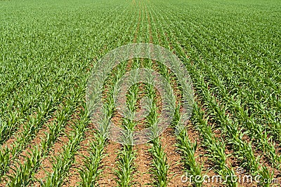 Rows of young corn shoots on a cornfield Stock Photo