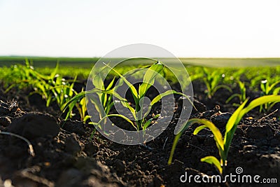 Rows of young corn shoots on a cornfield. Young green corn grows on a field in black soil. Corn maize field in early stage Stock Photo