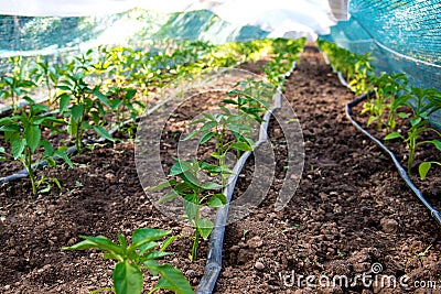 Rows of young pepper plants and drip irrigation in the garden Stock Photo