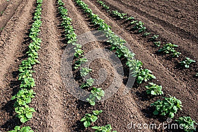 Rows of young potato plants on the field Stock Photo