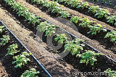 Rows of young potatoes plants and drip irrigation in the garden Stock Photo