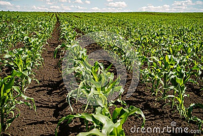 Rows of young shoots of corn growing on the field Stock Photo