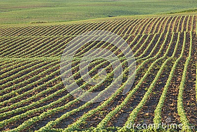 Rows of young soybean plants in morning light Stock Photo