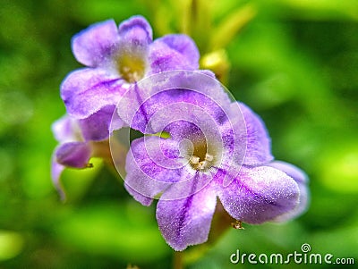 Royal Amethyst Blooms: Captivating Array of Purple Flowers Stock Photo