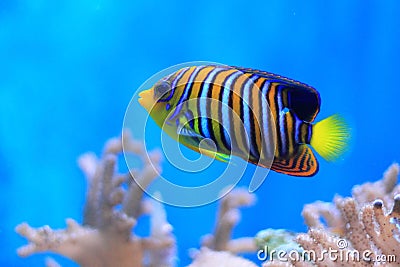 Royal angelfish Stock Photo