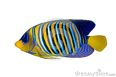 Royal Angelfish Regal Angel Fish, Coralfish isolated on a white background. Tropical colorful fish with yellow fins Stock Photo