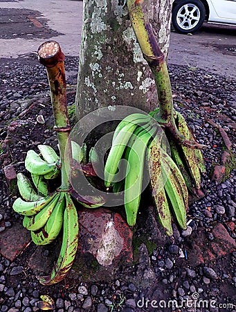 Royal banana & x28;gedang agung& x29; unique local fruit fron lumajang Stock Photo