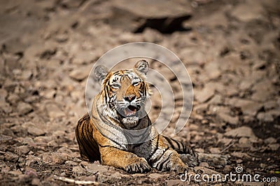 Tired, weak and hungry tiger from days. Wild cat in natural habitat at ranthambore national park, Rajasthan Stock Photo