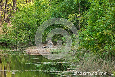 Royal bengal male tiger resting near water body. Animal in green background near forest stream at bandhavgarh national park, india Stock Photo