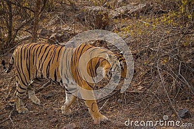 A royal bengal male tiger on stroll for scent marking in his territory. roaming in jungle crossing road. A side profile of tiger Stock Photo