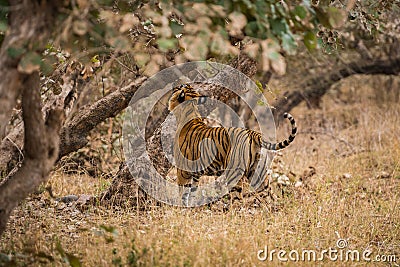 A royal bengal male tiger on stroll for scent marking in his territory. roaming in jungle crossing road. A side profile of tiger Stock Photo