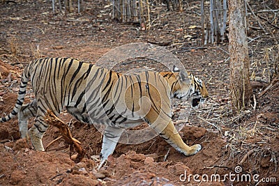 Royal Bengal tiger walking across a ditch at Tadoba Tiger Reserve, India Stock Photo