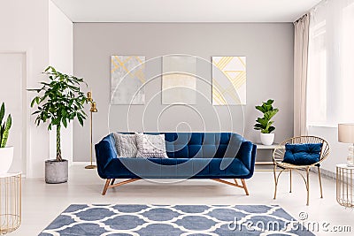 Royal blue couch with two pillows standing in real photo of bright living room interior with fresh plants, window with curtains, t Stock Photo