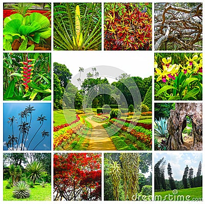 Royal Botanical garden Peradeniya. Sri Lanka Stock Photo