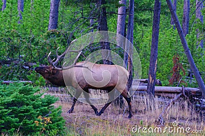 Royal Bull Rocky Mountain Elk Stock Photo