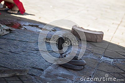 Royal cobra in the Jemaa el fna square in Marrakech trained and handled by snake charmers Stock Photo