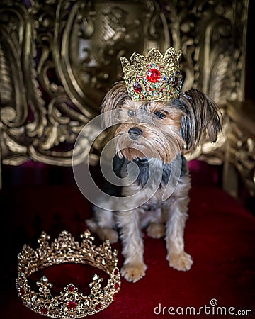 Royal dog portrait with jeweled crown and gold throne Stock Photo