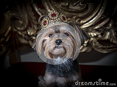 Royal dog portrait. Small dog in regal clothing siting on a gold throne Stock Photo