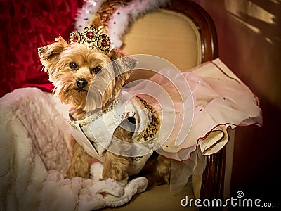 Royal Dog Princess Doggie Stock Photo