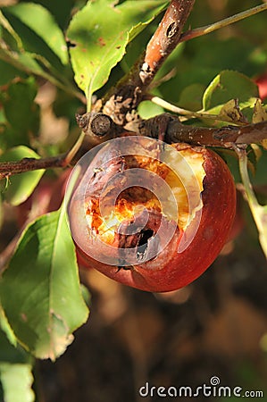 A Royal Gala apple damaged by hail Stock Photo