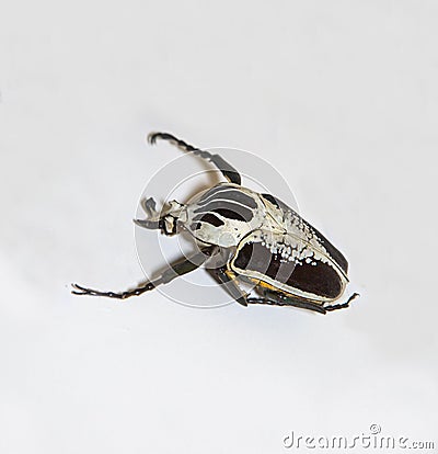 A Royal Goliath beetle Goliathus regius with large black claws isolated on a white background. The animal world Stock Photo