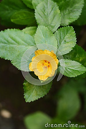 Hawaiian Lei flower `Ilima` Stock Photo