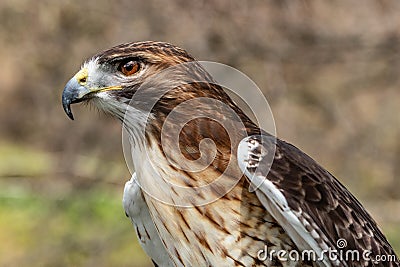 Majestic Royal Hawk eye close up. Stock Photo