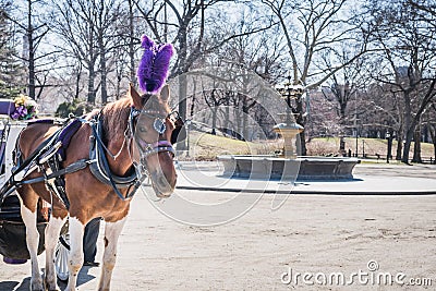 Royal horse carriage rides at Central Park on the fountain square with branches of bare trees under a late winter sun Stock Photo