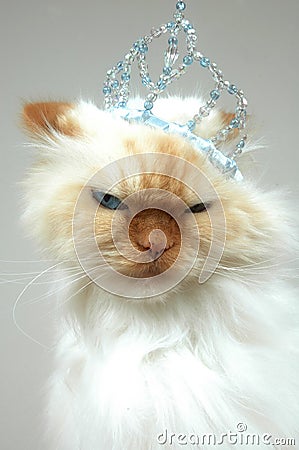 Royal Kitty Stock Photo