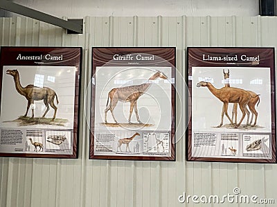 Camel pictorials in the Rhino Barn Ashfall Fossil Beds State Historic Park in Royal, NE Editorial Stock Photo