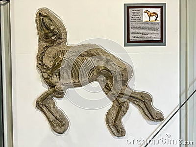 Horse fossil in the Rhino Barn Ashfall Fossil Beds State Historic Park in Royal, NE Editorial Stock Photo