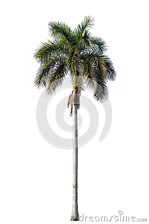 Royal palm blossom isolated on white Stock Photo