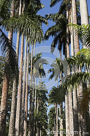 Royal Palm Trees at Botanical Garden in Rio de Janeiro Editorial Stock Photo