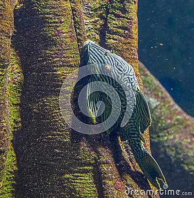 Royal panaque in closeup, popular suckermouth catfish in aquaculture, Tropical fish from the Amazon basin of America Stock Photo