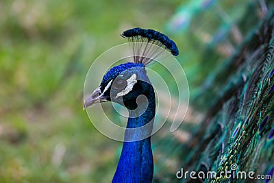 Royal Peafowl or King Peafowl immortalized in captivity Stock Photo