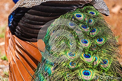 Royal Peafowl or King Peafowl immortalized in captivity Stock Photo