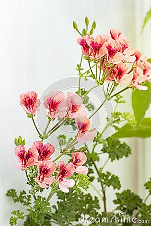 Royal pelargonium Angel Orange or geranium plant with pink flowers Stock Photo