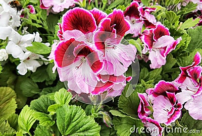 Royal Pelargonium, Aristo Orchid with a large two-tone pink flower. Stock Photo