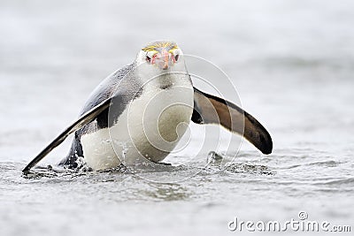 Royal Penguin (Eudyptes schlegeli) coming out the water Stock Photo