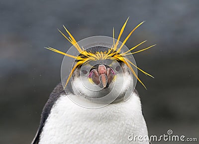 Royal Penguin, Eudyptes schlegeli Stock Photo