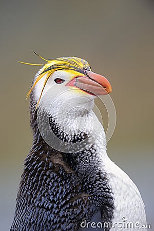 Royal Penguin (Eudyptes schlegeli) portrait Stock Photo