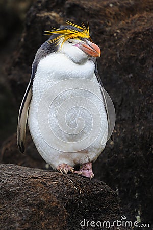 Royal Penguin (Eudyptes schlegeli) standing on rocks Stock Photo