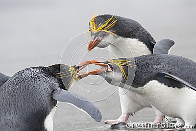 Royal Penguin, Eudyptes schlegeli Stock Photo