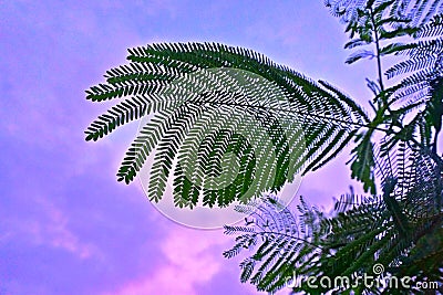 Royal poinciana leaves looking fabulous in bright sunny day Stock Photo
