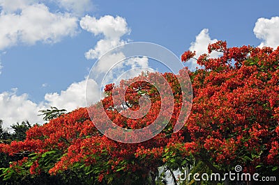 Royal Poinciana Tree Stock Photo