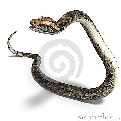 Royal python Stock Photo