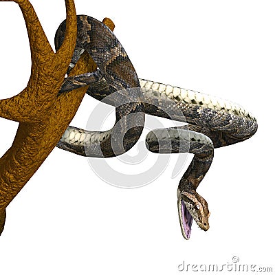Royal python Stock Photo