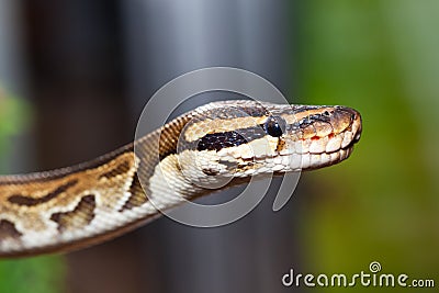 Royal python, or ball python (Python regius) Stock Photo